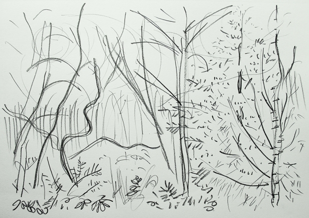 Woods sketch